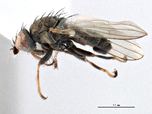  ( - CCDB-21321-E11)  @11 [ ] CreativeCommons - Attribution (2014) CBG Photography Group Centre for Biodiversity Genomics