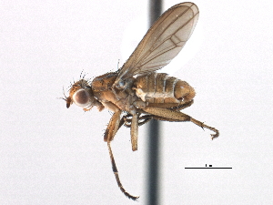  ( - CCDB-21321-G07)  @14 [ ] CreativeCommons - Attribution (2014) CBG Photography Group Centre for Biodiversity Genomics
