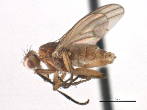  ( - CCDB-21321-G08)  @14 [ ] CreativeCommons - Attribution (2014) CBG Photography Group Centre for Biodiversity Genomics
