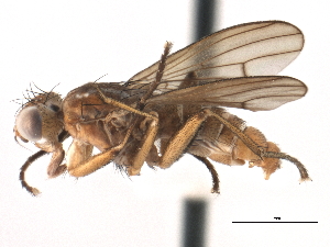  ( - CCDB-21321-G09)  @11 [ ] CreativeCommons - Attribution (2014) CBG Photography Group Centre for Biodiversity Genomics