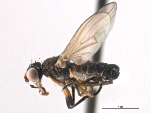  ( - CCDB-21321-G11)  @11 [ ] CreativeCommons - Attribution (2014) CBG Photography Group Centre for Biodiversity Genomics