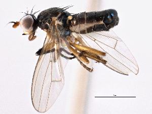  ( - CCDB-21321-G12)  @11 [ ] CreativeCommons - Attribution (2014) CBG Photography Group Centre for Biodiversity Genomics