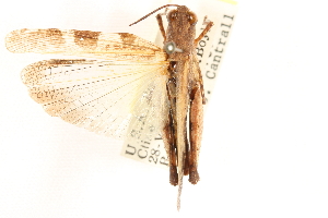  ( - CCDB-21322-B11)  @11 [ ] CreativeCommons - Attribution (2014) CBG Photography Group Centre for Biodiversity Genomics