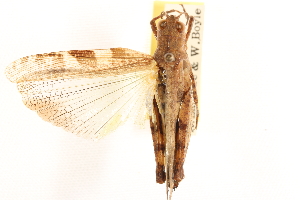  ( - CCDB-21322-C02)  @11 [ ] CreativeCommons - Attribution (2014) CBG Photography Group Centre for Biodiversity Genomics
