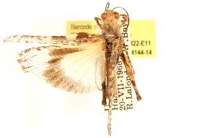  ( - CCDB-21322-E11)  @11 [ ] CreativeCommons - Attribution (2014) CBG Photography Group Centre for Biodiversity Genomics