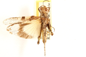  ( - CCDB-21322-F02)  @11 [ ] CreativeCommons - Attribution (2014) CBG Photography Group Centre for Biodiversity Genomics
