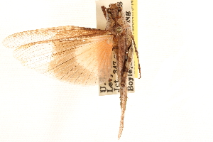  ( - CCDB-21322-H06)  @11 [ ] CreativeCommons - Attribution (2014) CBG Photography Group Centre for Biodiversity Genomics