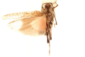  ( - CCDB-21322-H07)  @11 [ ] CreativeCommons - Attribution (2014) CBG Photography Group Centre for Biodiversity Genomics