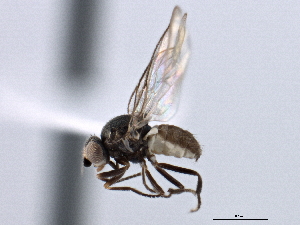  ( - CCDB-21328-A08)  @15 [ ] CreativeCommons - Attribution (2014) CBG Photography Group Centre for Biodiversity Genomics