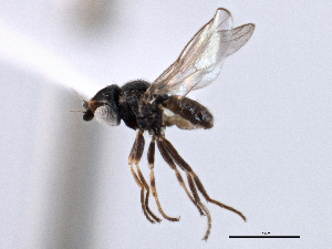 ( - CCDB-21328-A09)  @11 [ ] CreativeCommons - Attribution (2014) CBG Photography Group Centre for Biodiversity Genomics