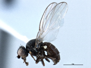  (Dicraeus incongruus - CCDB-21328-C12)  @11 [ ] CreativeCommons - Attribution (2014) CBG Photography Group Centre for Biodiversity Genomics