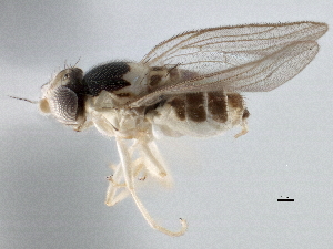  ( - CCDB-21328-E06)  @11 [ ] CreativeCommons - Attribution (2014) CBG Photography Group Centre for Biodiversity Genomics