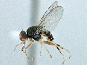  ( - CCDB-21328-F06)  @13 [ ] CreativeCommons - Attribution (2014) CBG Photography Group Centre for Biodiversity Genomics