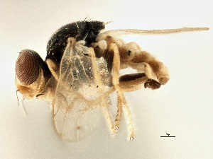  ( - CCDB-21328-G03)  @13 [ ] CreativeCommons - Attribution (2014) CBG Photography Group Centre for Biodiversity Genomics