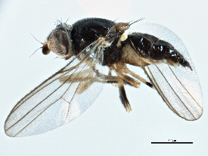 ( - CCDB-21328-H10)  @13 [ ] CreativeCommons - Attribution (2014) CBG Photography Group Centre for Biodiversity Genomics