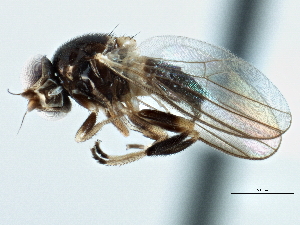  ( - CCDB-21328-H11)  @13 [ ] CreativeCommons - Attribution (2014) CBG Photography Group Centre for Biodiversity Genomics