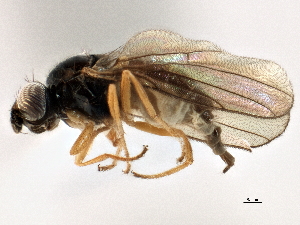  (Rhopalopterum umbrosa - CCDB-21329-A06)  @11 [ ] CreativeCommons - Attribution (2014) CBG Photography Group Centre for Biodiversity Genomics