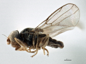  ( - CCDB-21329-A10)  @13 [ ] CreativeCommons - Attribution (2014) CBG Photography Group Centre for Biodiversity Genomics