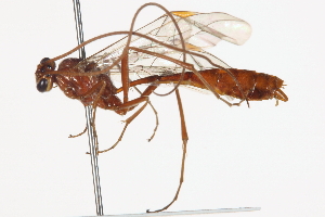  ( - CCDB-21332-E11)  @13 [ ] CreativeCommons - Attribution (2014) CBG Photography Group Centre for Biodiversity Genomics