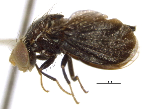  (Eutreta diana - CCDB-21334-G06)  @13 [ ] CreativeCommons - Attribution (2014) CBG Photography Group Centre for Biodiversity Genomics