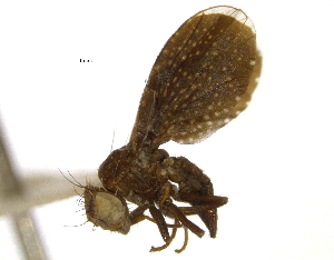  (Eutreta intermedia - CCDB-21334-G08)  @11 [ ] CreativeCommons - Attribution (2014) CBG Photography Group Centre for Biodiversity Genomics