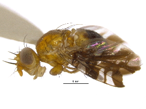  ( - CCDB-21334-H01)  @14 [ ] CreativeCommons - Attribution (2014) CBG Photography Group Centre for Biodiversity Genomics