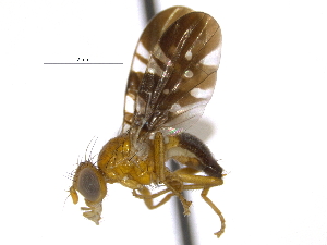  ( - CCDB-21334-H02)  @11 [ ] CreativeCommons - Attribution (2014) CBG Photography Group Centre for Biodiversity Genomics