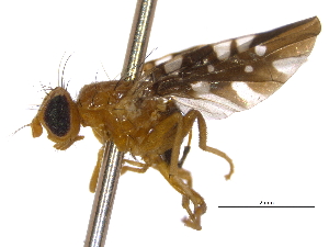  ( - CCDB-21334-H04)  @13 [ ] CreativeCommons - Attribution (2014) CBG Photography Group Centre for Biodiversity Genomics
