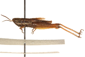  ( - CCDB-21335-C08)  @11 [ ] CreativeCommons - Attribution (2014) CBG Photography Group Centre for Biodiversity Genomics