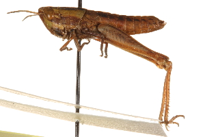  (Eritettix obscura - CCDB-21335-C10)  @11 [ ] CreativeCommons - Attribution (2014) CBG Photography Group Centre for Biodiversity Genomics