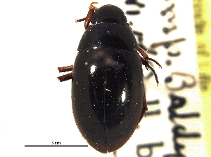  (Tropisternus californicus - CCDB-21336-A09)  @11 [ ] CreativeCommons - Attribution (2014) CBG Photography Group Centre for Biodiversity Genomics