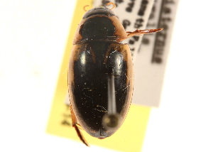  (Tropisternus lateralis binotatus - CCDB-21336-B02)  @11 [ ] CreativeCommons - Attribution (2014) CBG Photography Group Centre for Biodiversity Genomics