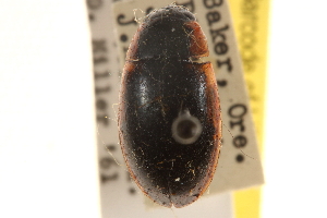  ( - CCDB-21336-B03)  @11 [ ] CreativeCommons - Attribution (2014) CBG Photography Group Centre for Biodiversity Genomics