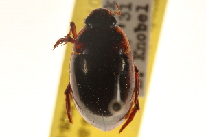  (Tropisternus stiolatus - CCDB-21336-B04)  @11 [ ] CreativeCommons - Attribution (2014) CBG Photography Group Centre for Biodiversity Genomics