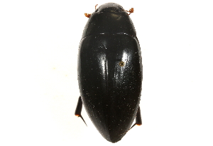  (Hydrophilus triangularis - CCDB-21336-B07)  @15 [ ] CreativeCommons - Attribution (2014) CBG Photography Group Centre for Biodiversity Genomics