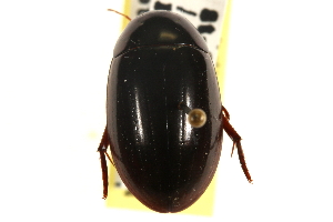  ( - CCDB-21336-B11)  @14 [ ] CreativeCommons - Attribution (2014) CBG Photography Group Centre for Biodiversity Genomics
