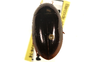  ( - CCDB-21336-B12)  @14 [ ] CreativeCommons - Attribution (2014) CBG Photography Group Centre for Biodiversity Genomics
