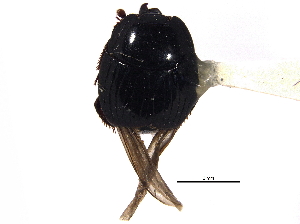  (Atholus americanus - CCDB-21336-H08)  @11 [ ] CreativeCommons - Attribution (2014) CBG Photography Group Centre for Biodiversity Genomics