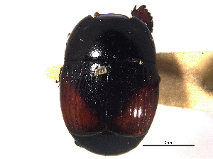  ( - CCDB-21336-H09)  @11 [ ] CreativeCommons - Attribution (2014) CBG Photography Group Centre for Biodiversity Genomics