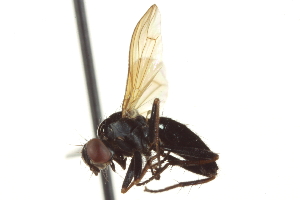  ( - CCDB-21400-C07)  @13 [ ] CreativeCommons - Attribution (2014) CBG Photography Group Centre for Biodiversity Genomics