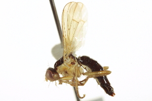  ( - CCDB-21400-C12)  @11 [ ] CreativeCommons - Attribution (2014) CBG Photography Group Centre for Biodiversity Genomics