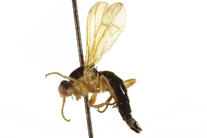  ( - CCDB-21400-D01)  @13 [ ] CreativeCommons - Attribution (2014) CBG Photography Group Centre for Biodiversity Genomics