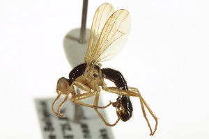  ( - CCDB-21400-D03)  @11 [ ] CreativeCommons - Attribution (2014) CBG Photography Group Centre for Biodiversity Genomics