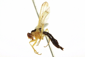  ( - CCDB-21400-D10)  @12 [ ] CreativeCommons - Attribution (2014) CBG Photography Group Centre for Biodiversity Genomics