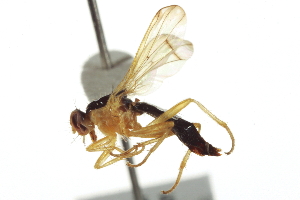  ( - CCDB-21400-D11)  @12 [ ] CreativeCommons - Attribution (2014) CBG Photography Group Centre for Biodiversity Genomics