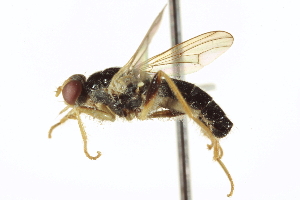  ( - CCDB-21400-F02)  @14 [ ] CreativeCommons - Attribution (2014) CBG Photography Group Centre for Biodiversity Genomics