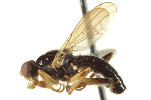  ( - CCDB-21400-F04)  @14 [ ] CreativeCommons - Attribution (2014) CBG Photography Group Centre for Biodiversity Genomics