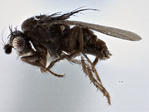  ( - CCDB-21403-B06)  @14 [ ] CreativeCommons - Attribution (2014) CBG Photography Group Centre for Biodiversity Genomics