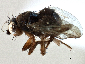  ( - CCDB-21403-D01)  @11 [ ] CreativeCommons - Attribution (2014) CBG Photography Group Centre for Biodiversity Genomics