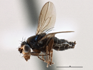  ( - CCDB-21403-D04)  @11 [ ] CreativeCommons - Attribution (2014) CBG Photography Group Centre for Biodiversity Genomics
